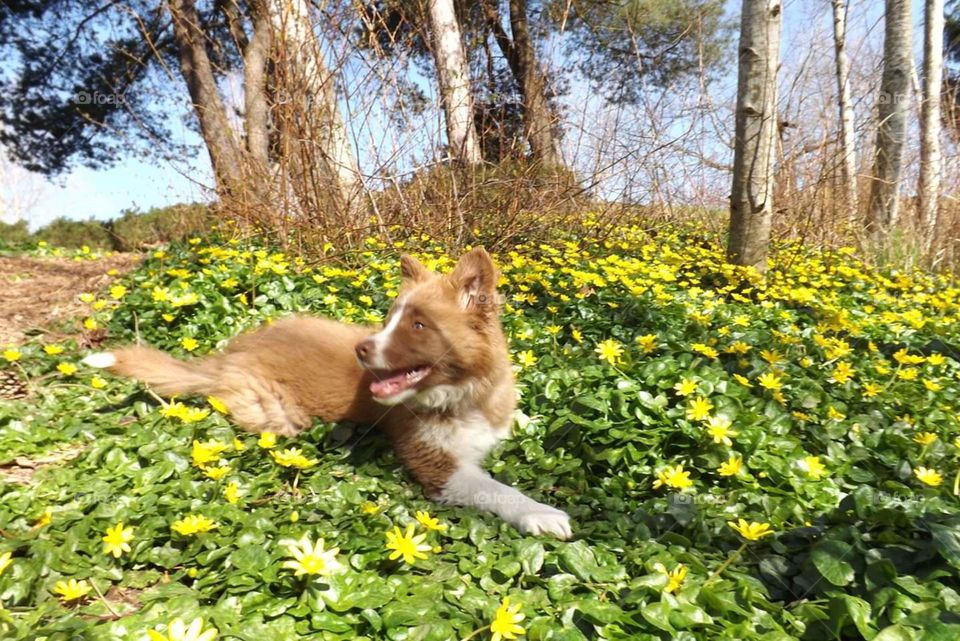 puppy playing in the spring flowers