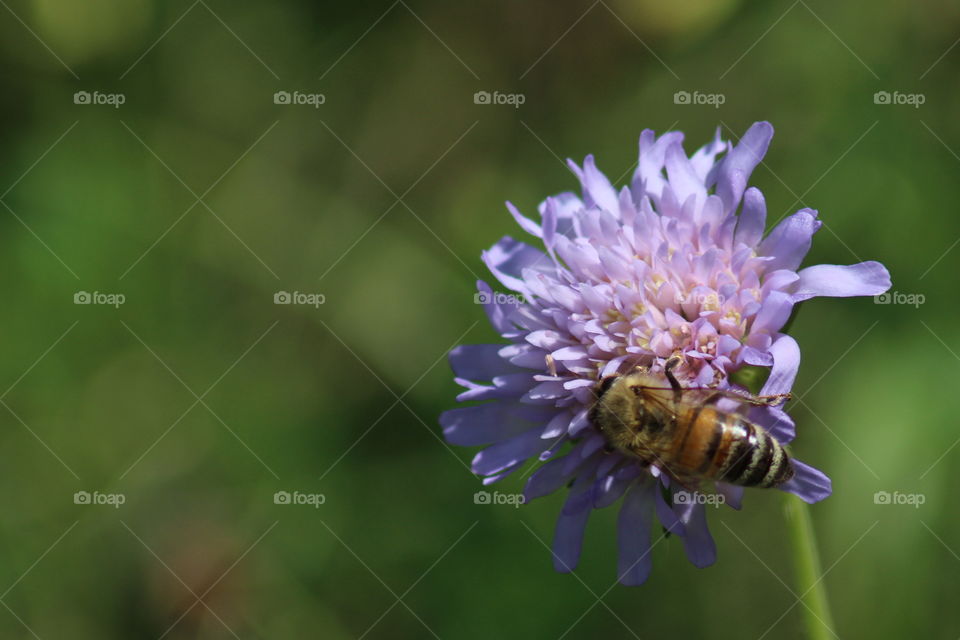bee