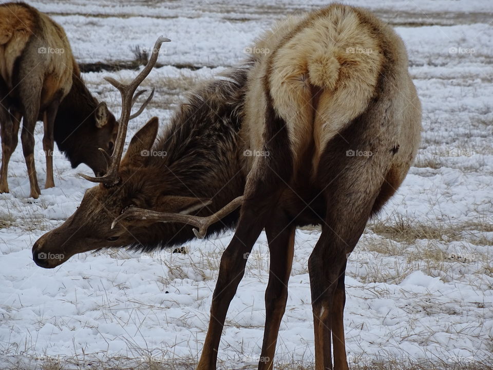 Mammal, Deer, Wildlife, Animal, Nature