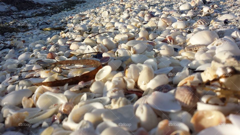 Boca Beach Shells