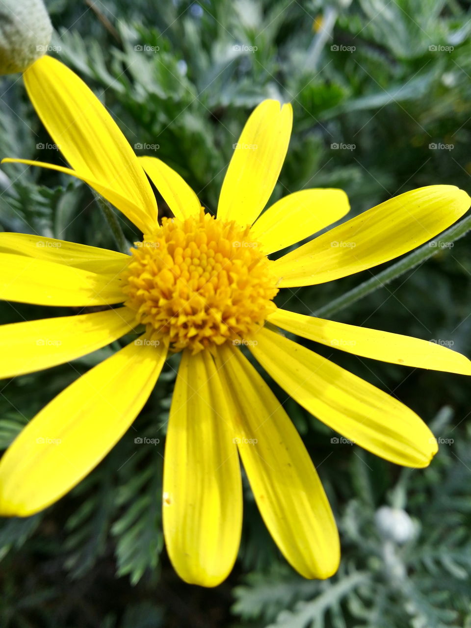 yellow flower