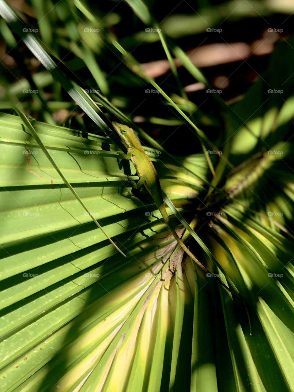 Closeup of green anole lizard on palm fronds 