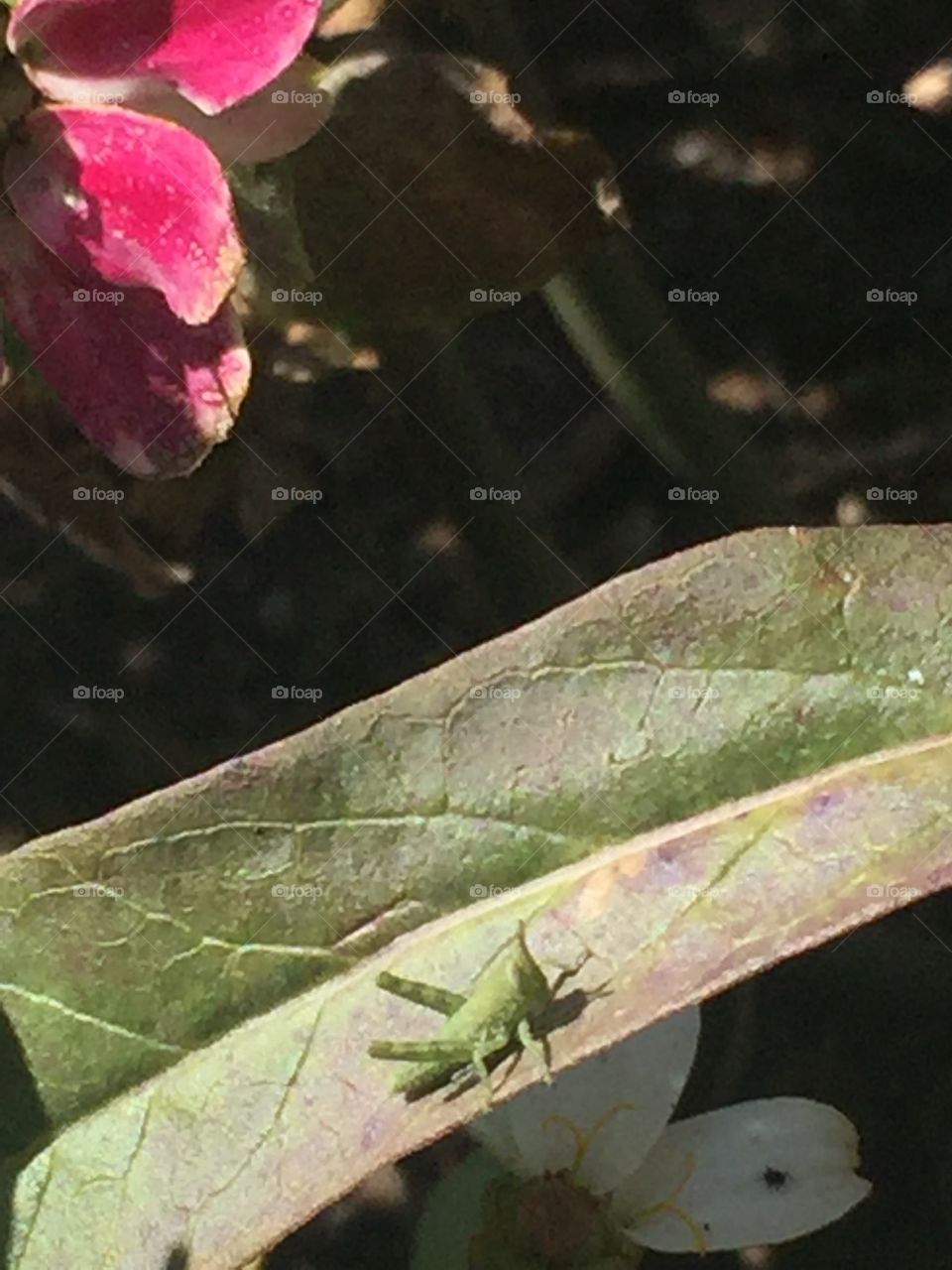 Baby grasshopper 