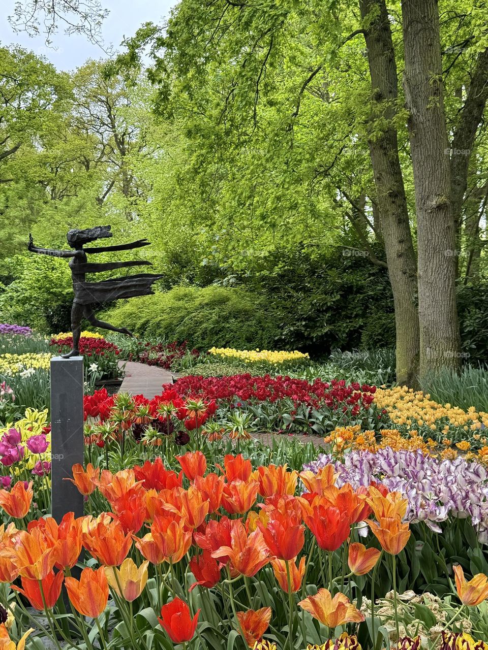 Tulip fields