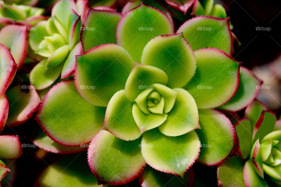 Succulent 