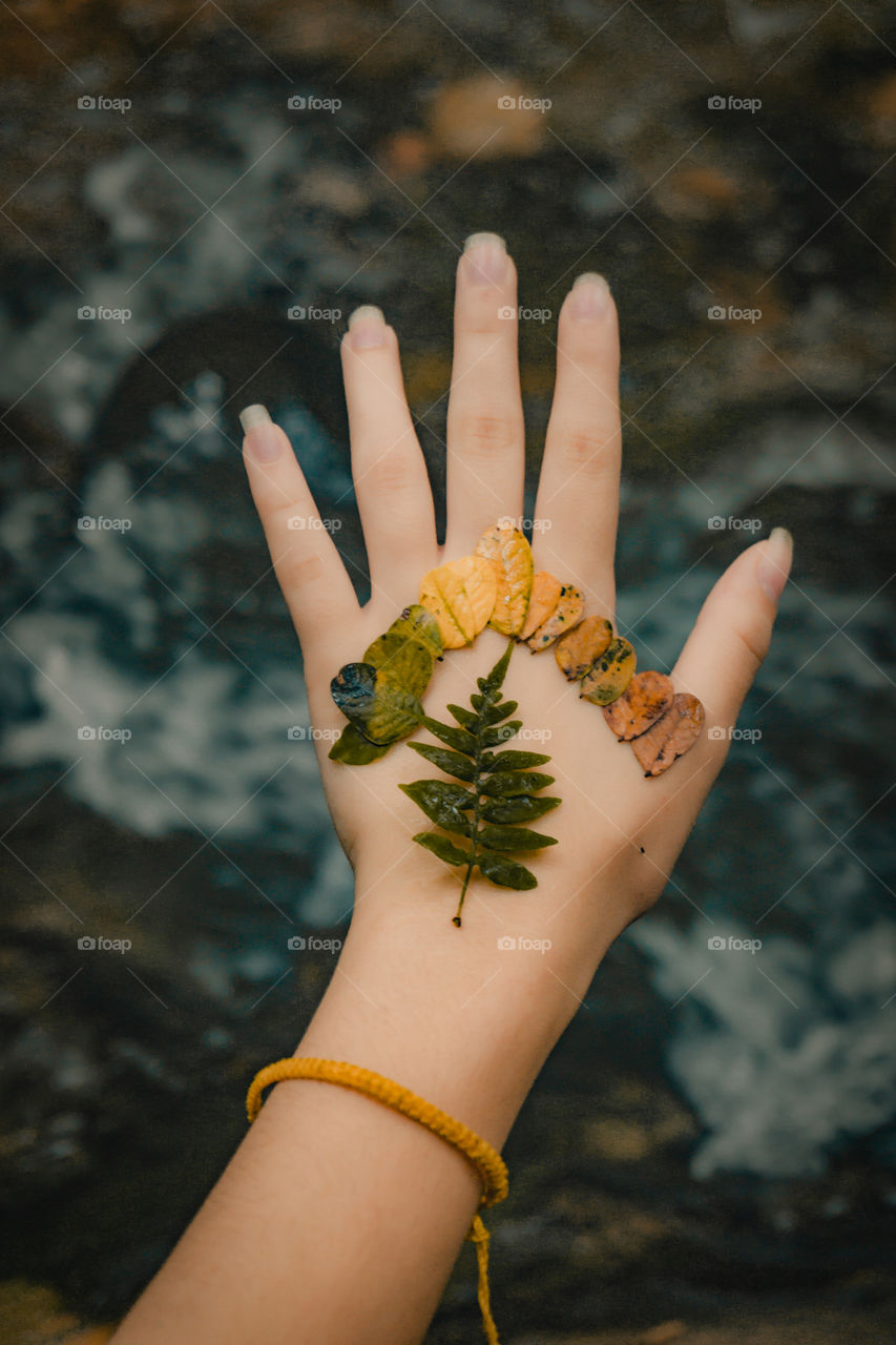 Hand of a girl with the whole leaf stage. Yellow leaves