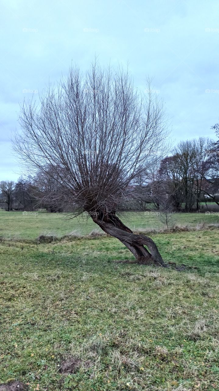 Baum Mihla Thüringen Deutschland