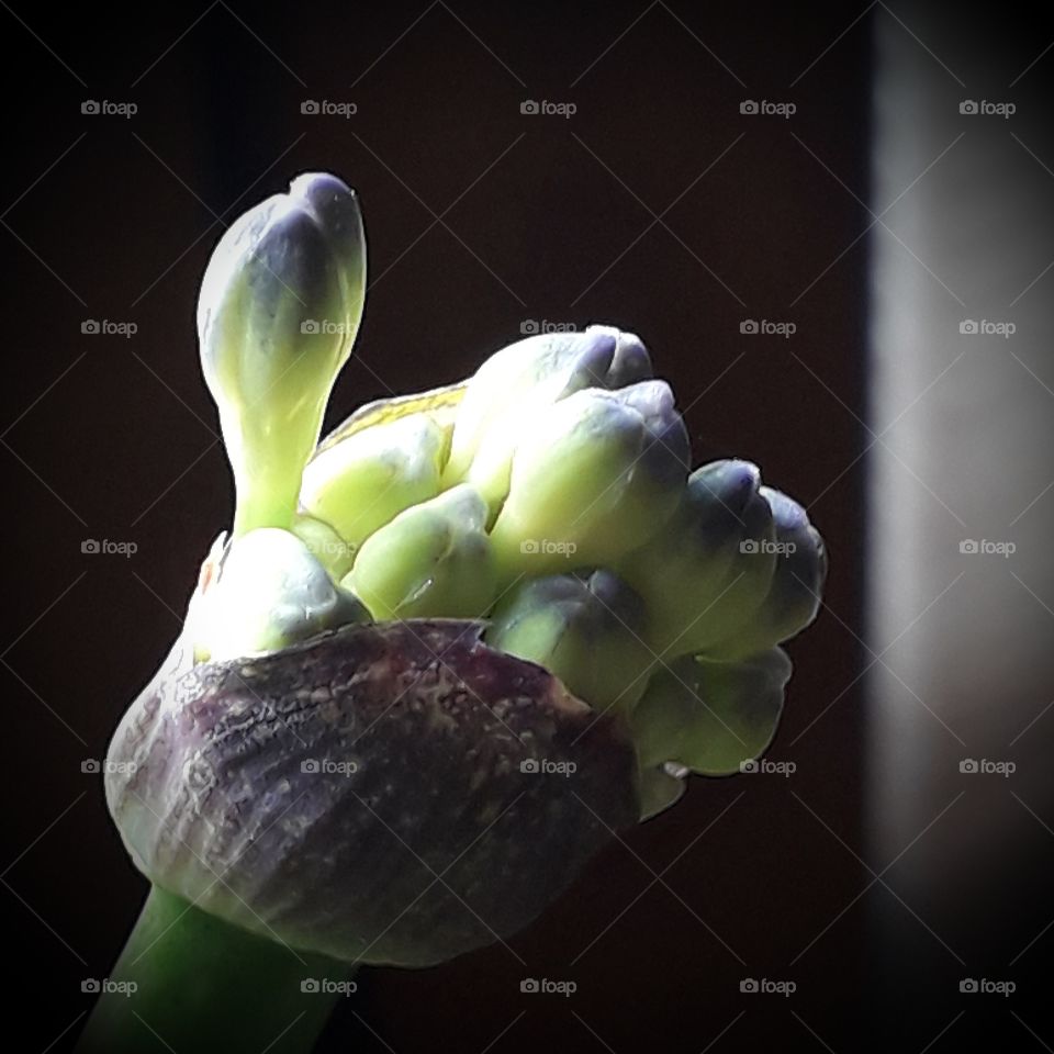 budding  agapanthus flower illuminated by morning  sunshine