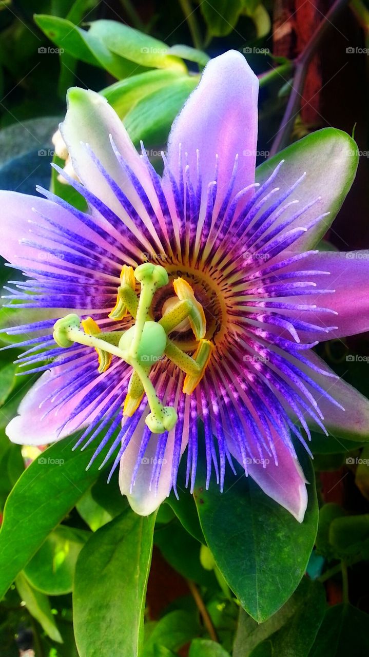 The Passiflora