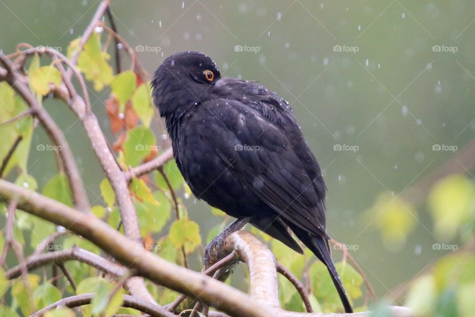 Blackbird