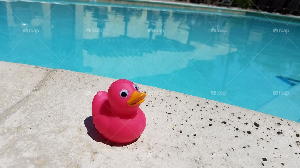 Pink duck at the pool