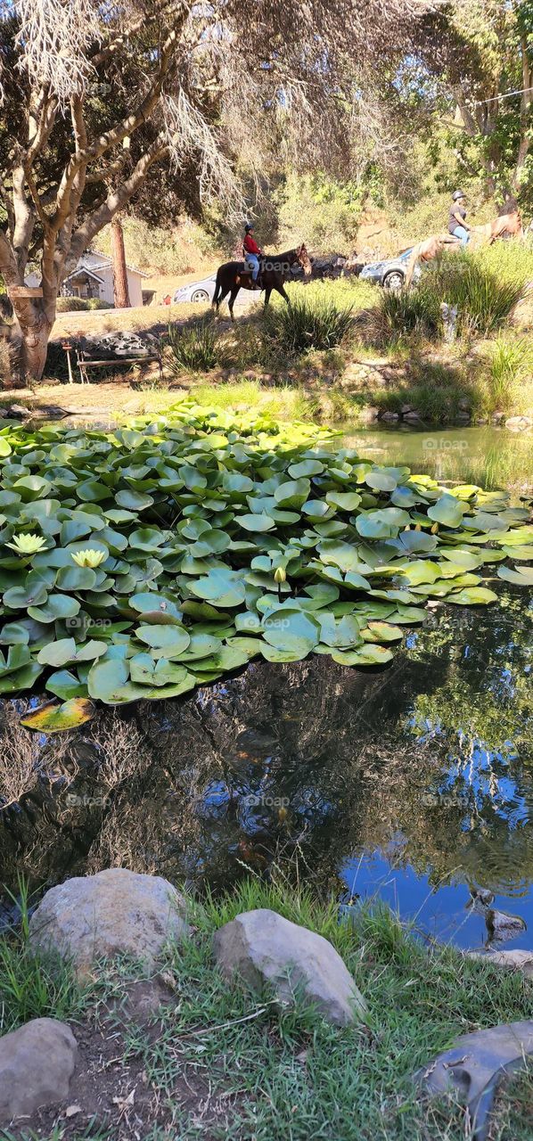 trail ride near the lily pond