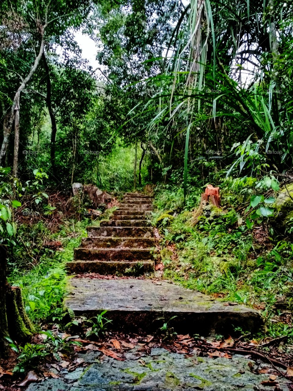 The path stair to the wood