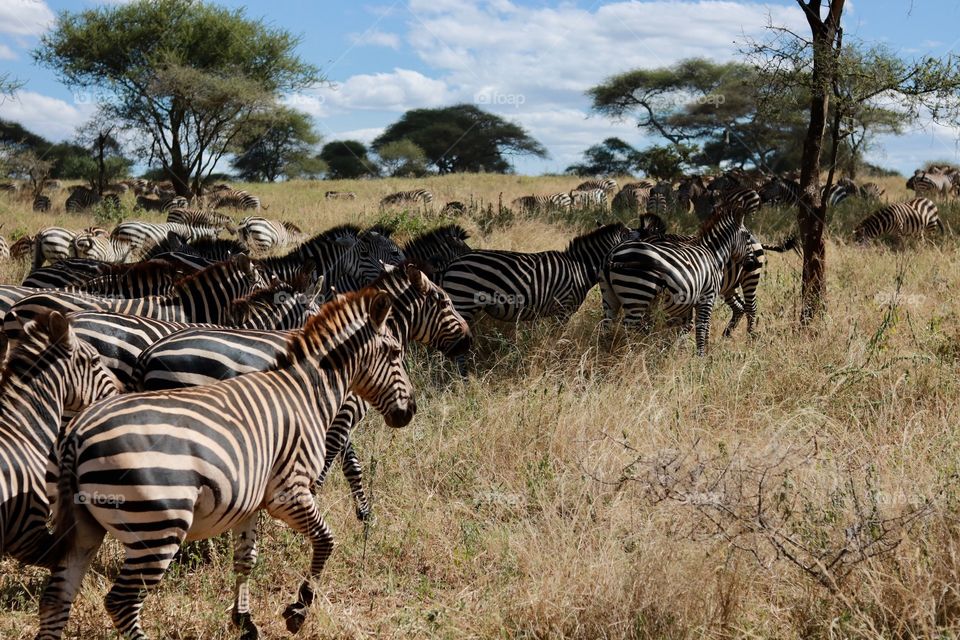 Zebras in action!