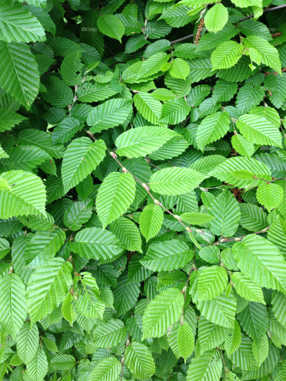 green leafs in a forest