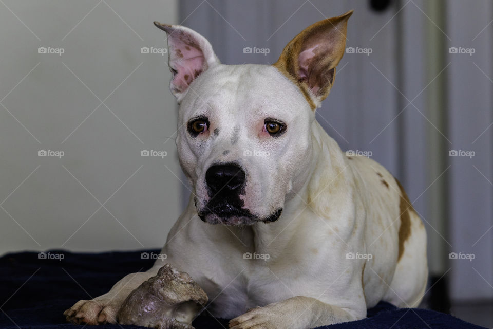 American staffordshire terrier gnawing bone on the couch