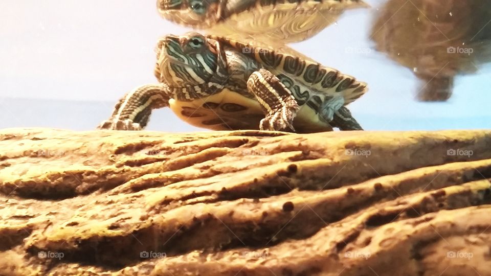 Red Ear Slider turtle