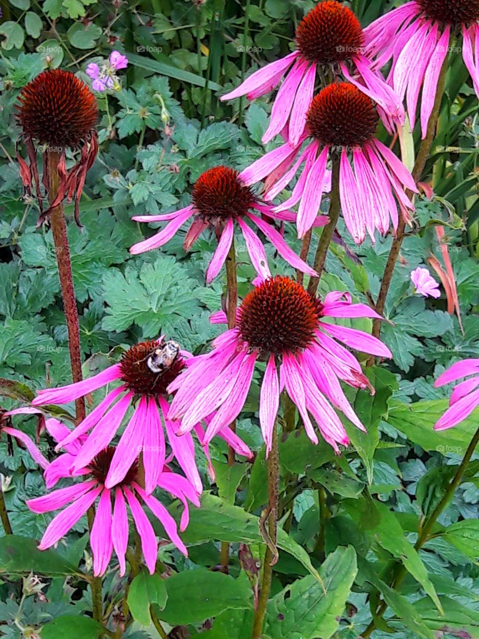 Bee on pink cornflowers