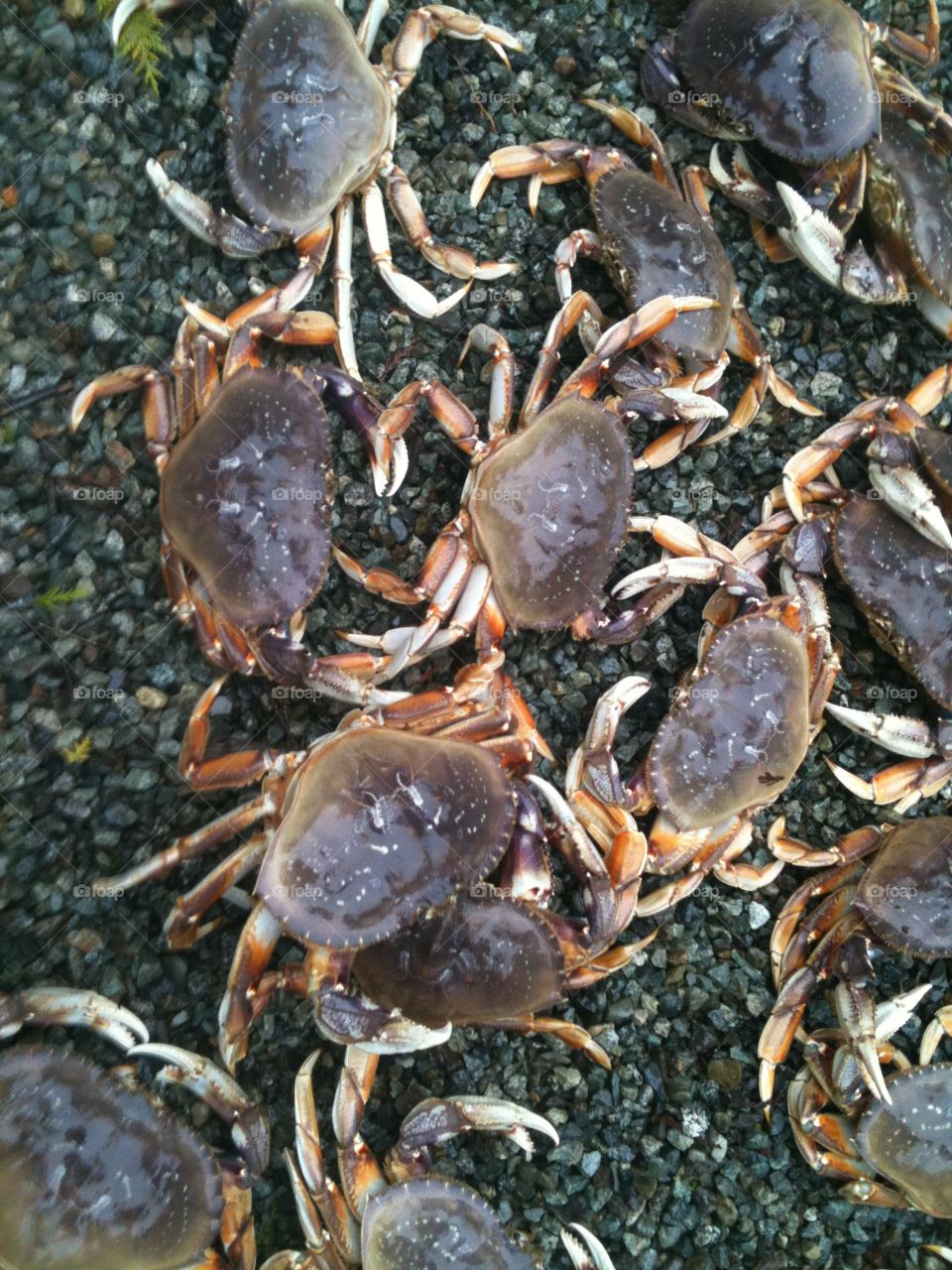 Dungeness. Crab