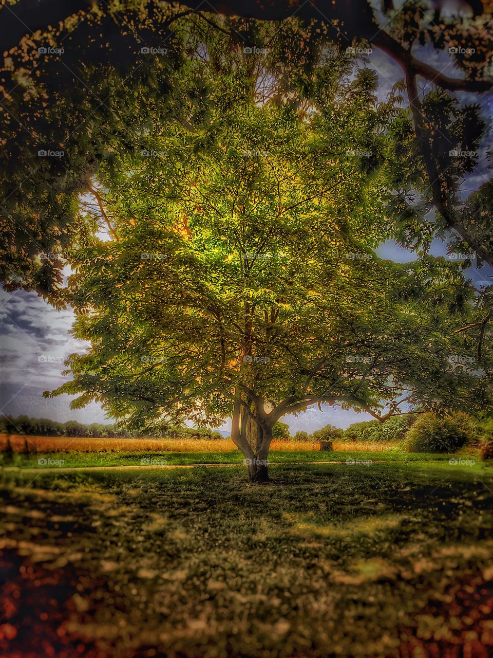 Mystical tree. A tree glows brightly on a summer's day. 