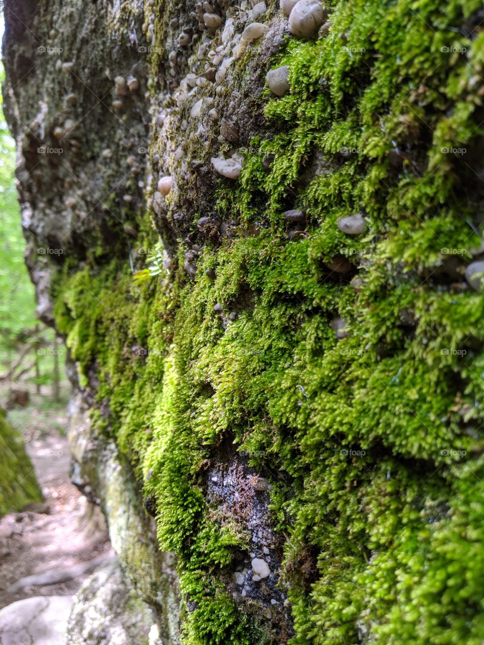 green moss on a sedimentary rock