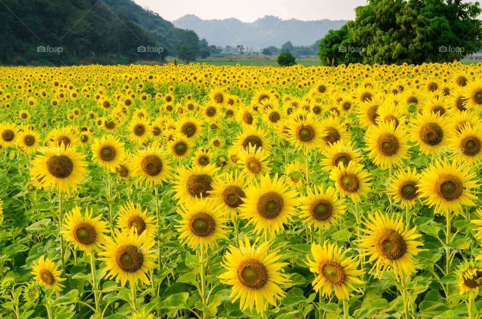 Yellowish of sunflowers field in wide angle view.