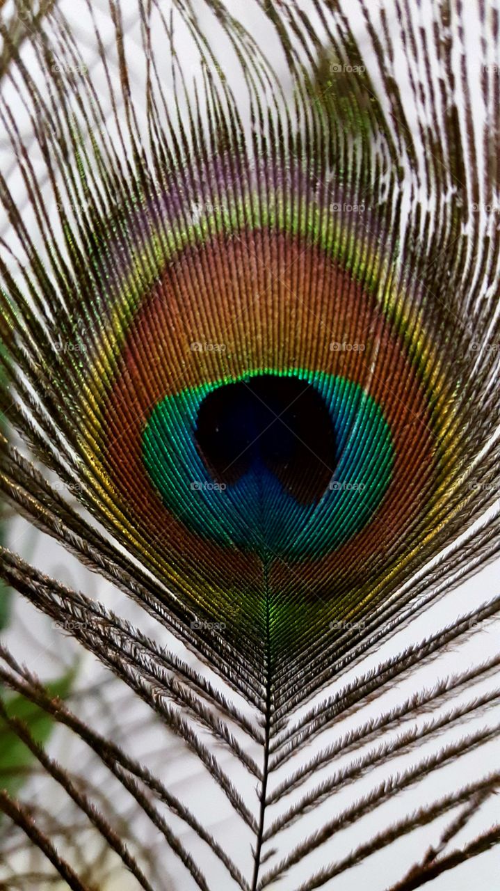 Close-up of peacock feather