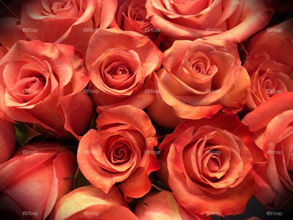 Orange roses

