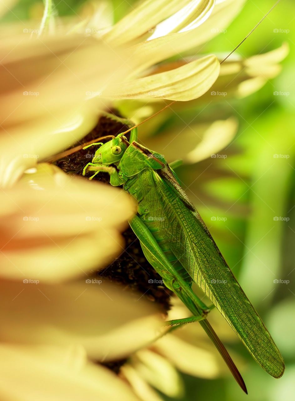 Great Green Bush Cricket on a sunflower