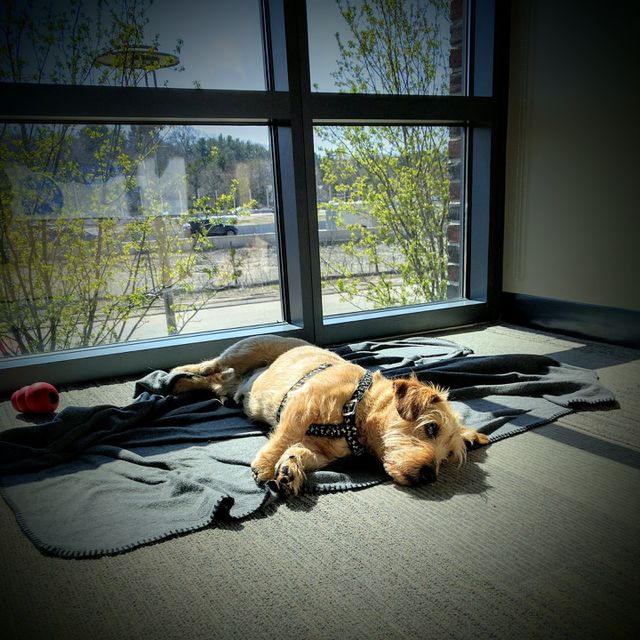 A Dog's Life