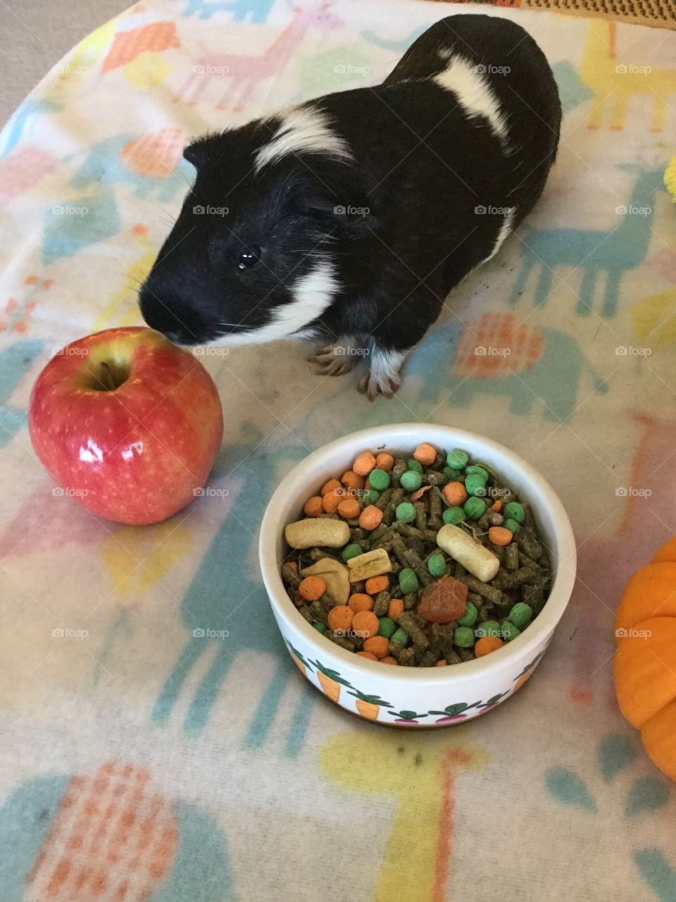 Timmy sniffing the red apple 