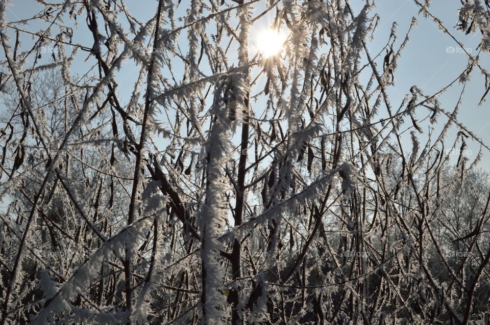 frost and sun