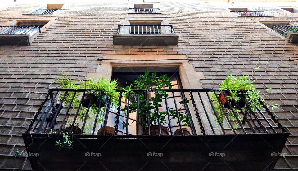 Urban nature Plants, Barcelona