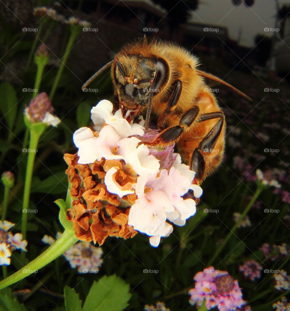 Extreme close up of bee on flower