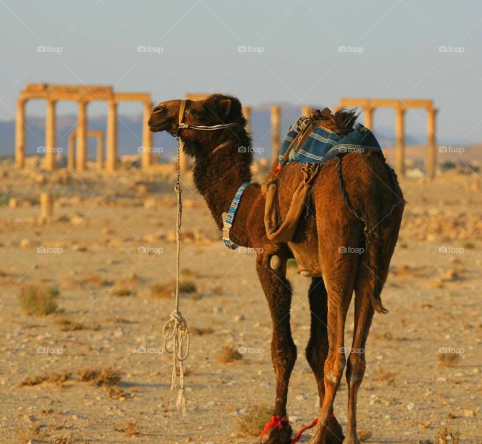 camel