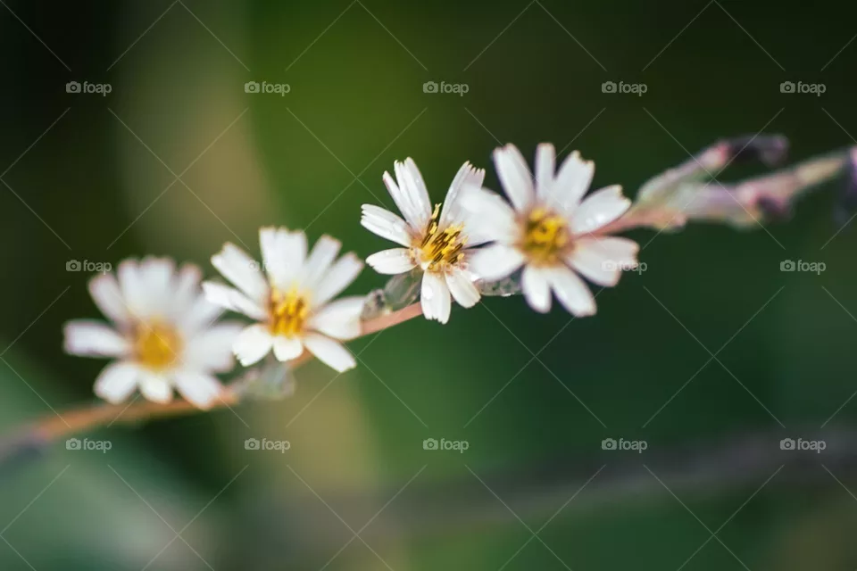 Macro