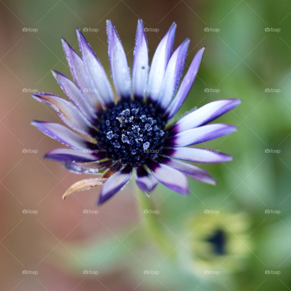 frosty morning last flower this season :)