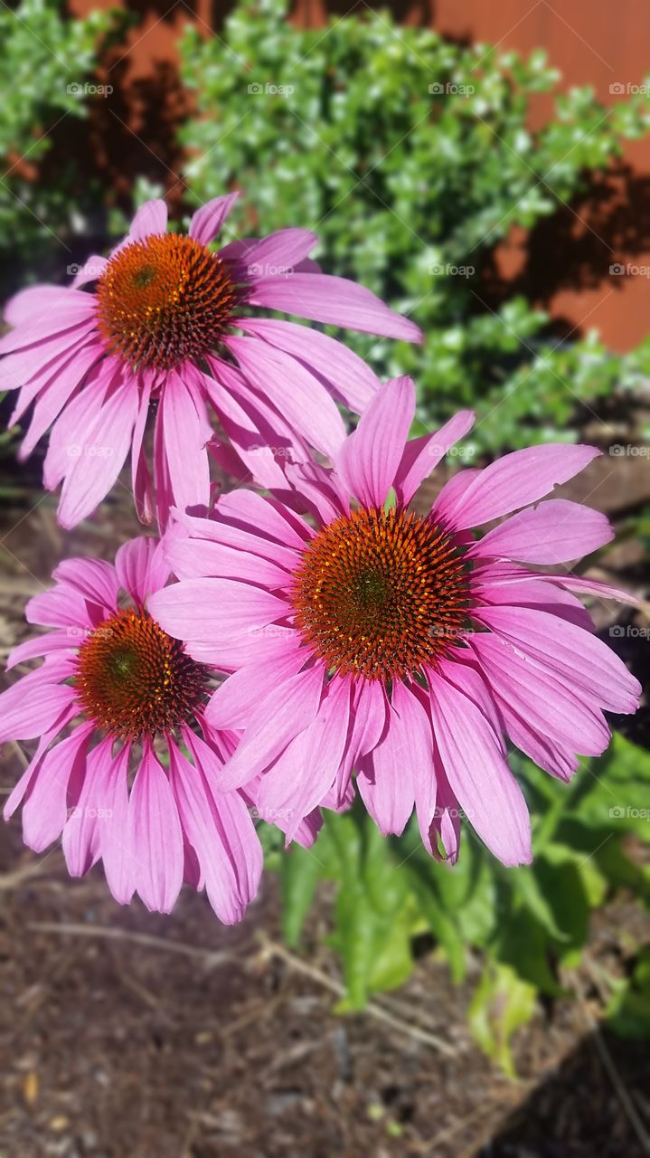 purple daisys