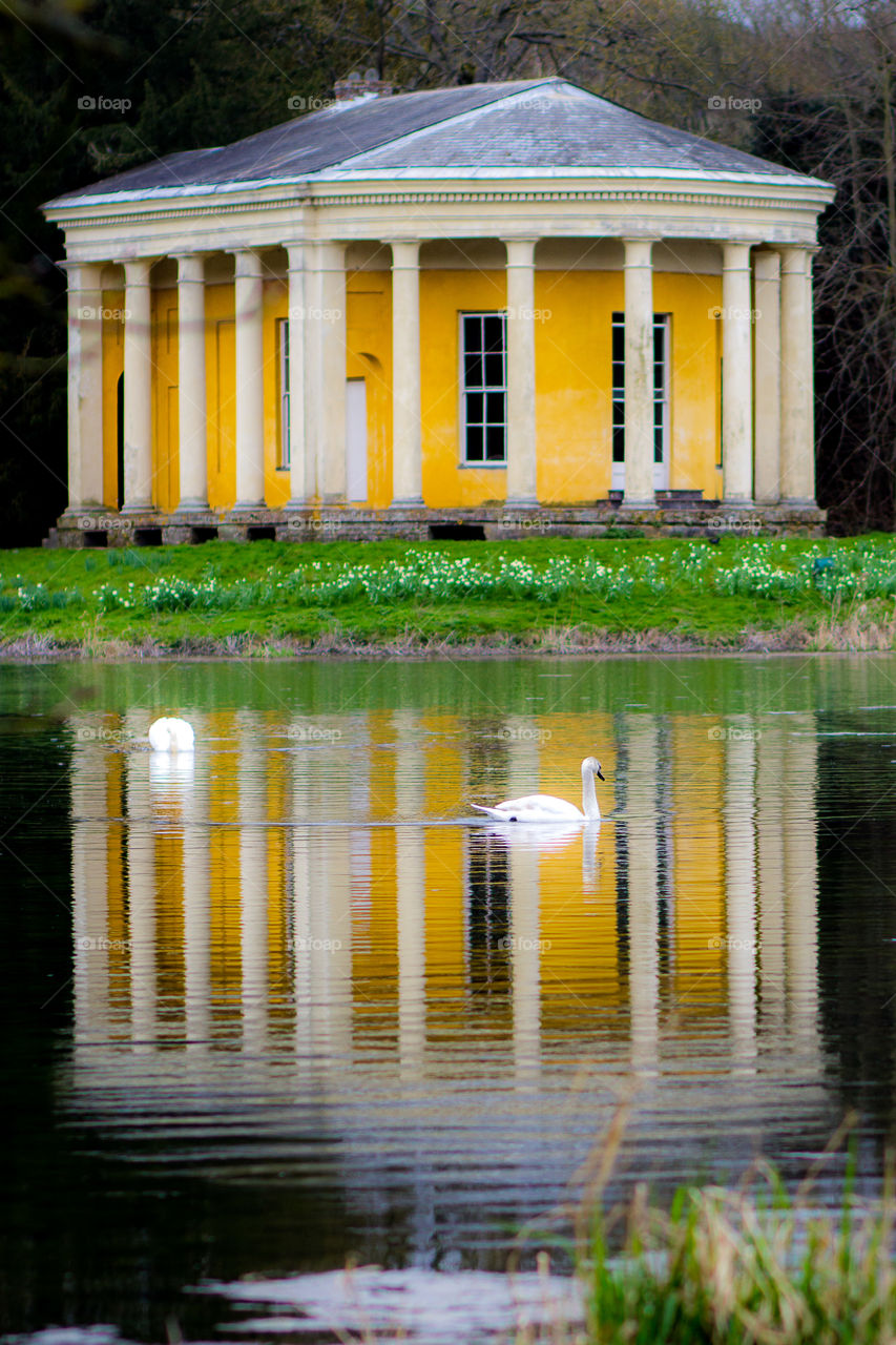 Swans  in reflection