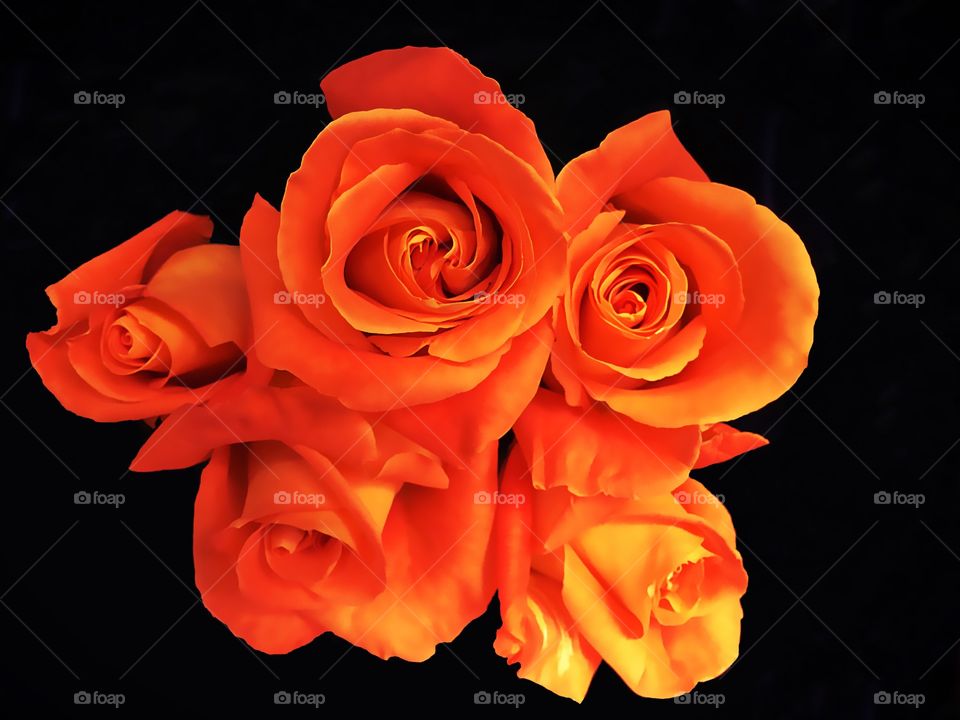 Orange roses
