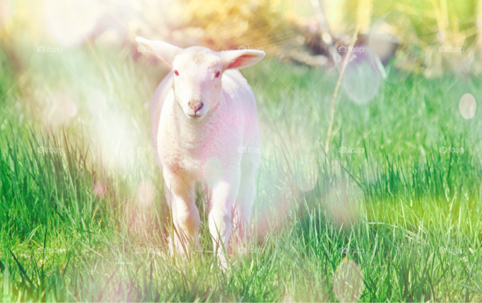 Easter Passover Lamb