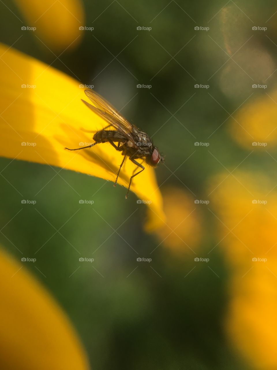 Fly in profile