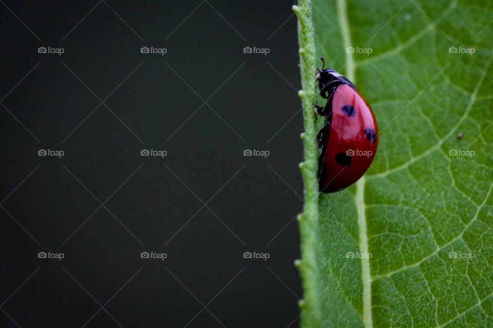 down in the ladybugs world