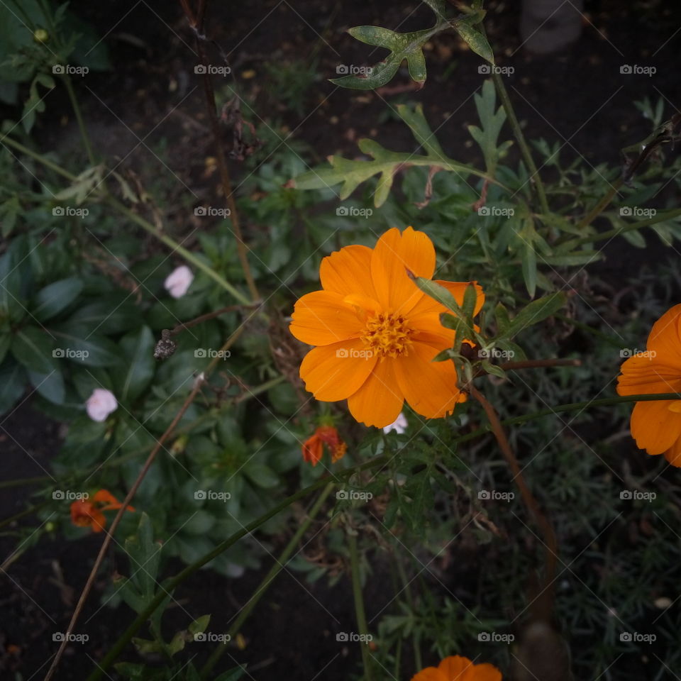 the most beautiful blooming flower in my garden