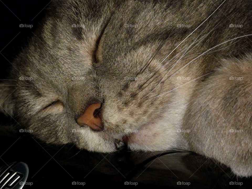 sleeping cat