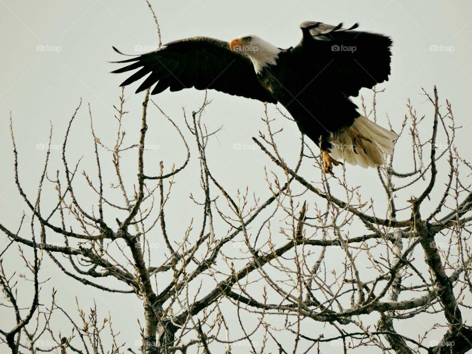 Eagle winter