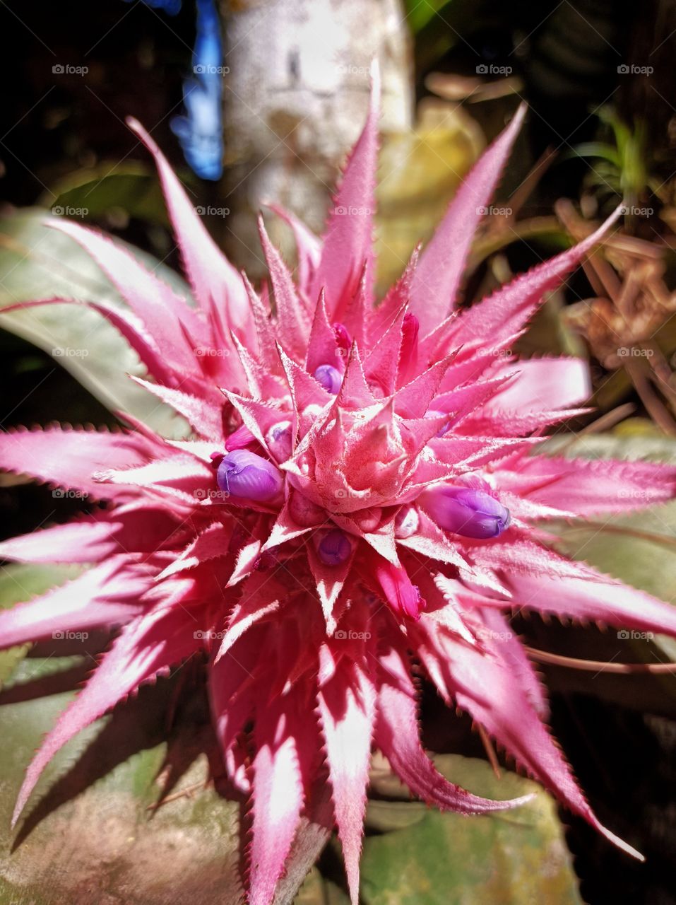 Bromeliad flower
