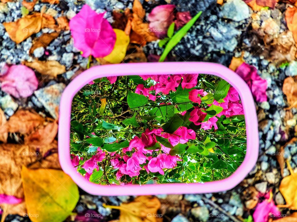 Bougainvillea flowers.