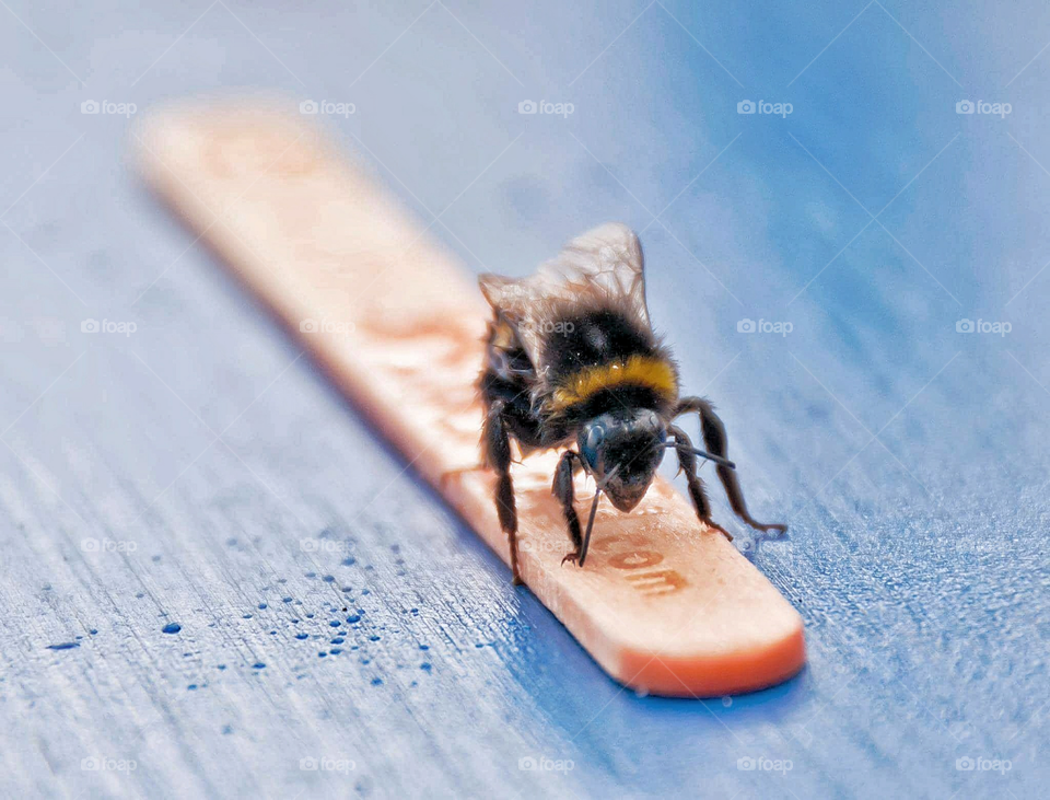 Close-up of bumblebee