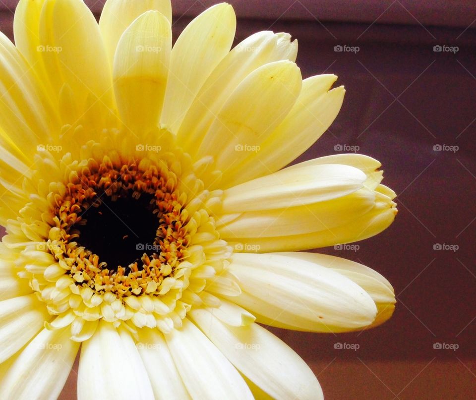 Yellow Gerbera